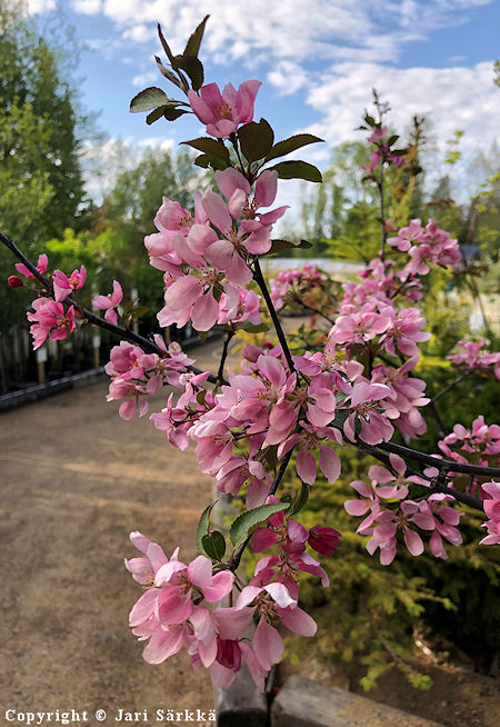 Malus Purpurea-Ryhm 'Hopa', purppuraomenapuu